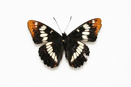 Lorquin's Admiral