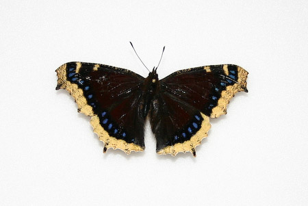 Mourning Cloak