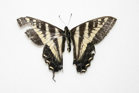 Western Pale Tiger Swallowtail