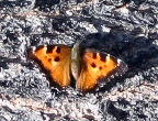 California Tortoiseshell - Female