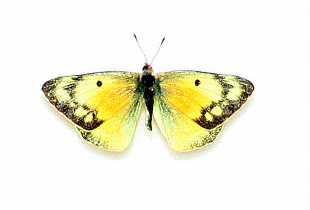 Clouded Sulphur