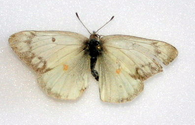 Colias eurytheme - White Form - Female