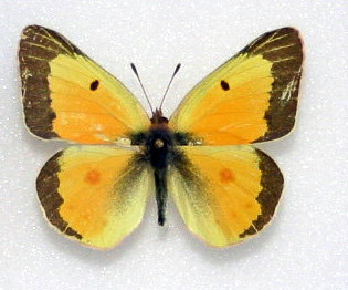 Common Sulphur - Colias eurytheme