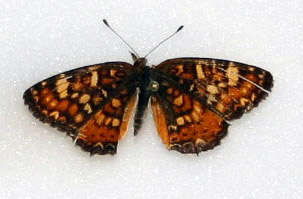 Field Crescent - Female.    Probably Phyciodes pulchellus owimba.