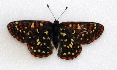 Calcedona Checkerspot - Male.    Euphydryas colon wallacensis.