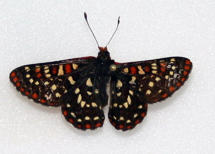 Euphydryas colon