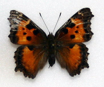 California Tortoiseshell - Female.  Nymphalis californica.