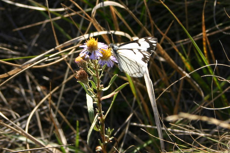 Pine White