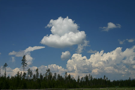 Cumulus mediocris