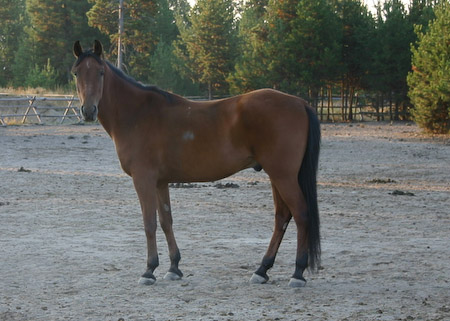 Beau