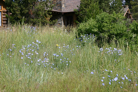 House over Flowers