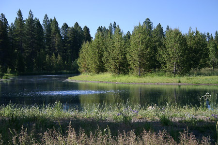 Reseeded Pond Shore Growing Well