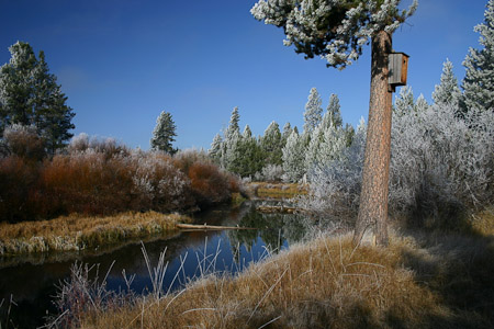 Early Frost on Teepee Slough