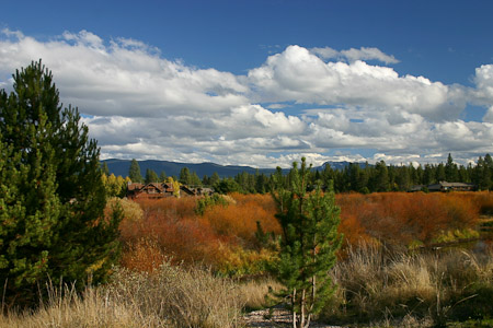 Russet Willows