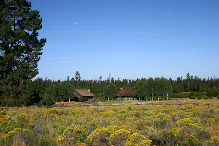 Rabbit Brush in Bloom