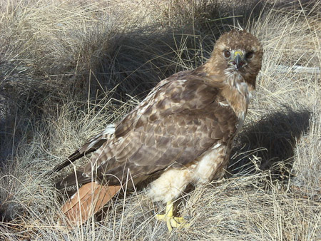 Red-Tailed Hawk