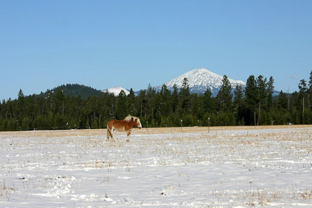 Big Mountain, Big Horse