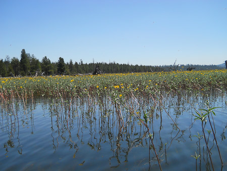 A Field of Flowers