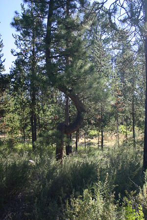 Corkscrew Ponderosa