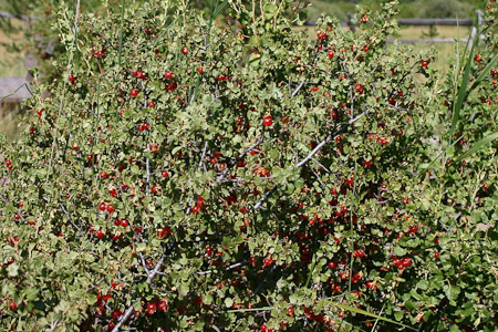 Currant Berries