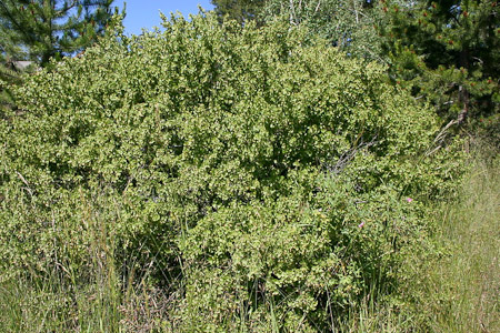 Wild Currant in July