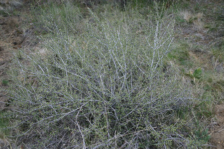 Bitterbrush in Bloom