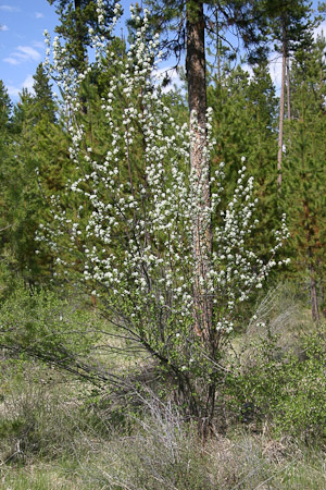 Serviceberry in Bloom