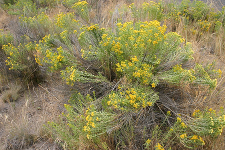 Rabbitbrush