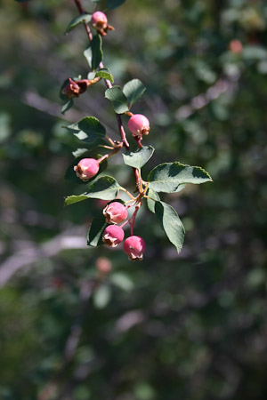 Serviceberry Fruit