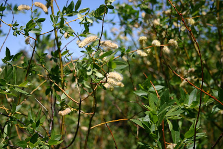 Willow in Bloom