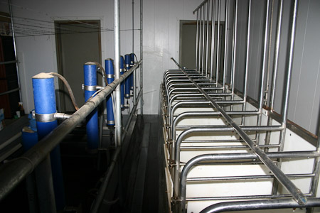 Milking Stalls