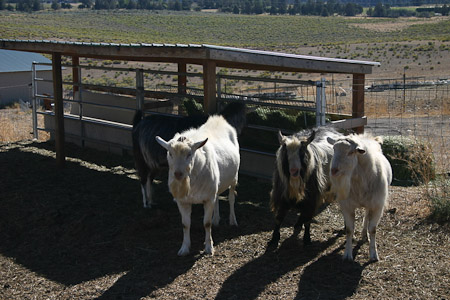 The Tumalo Rams