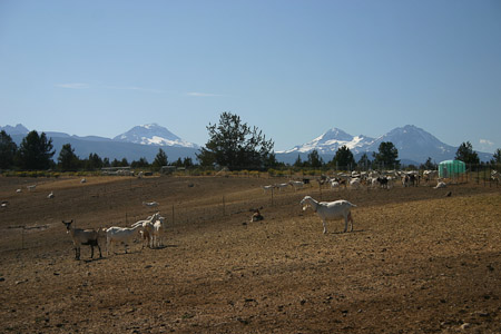 A Ranch with a View