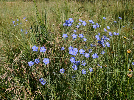 Blue Flax