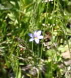 Blue Eyed Grass