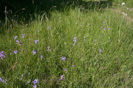 Gentian