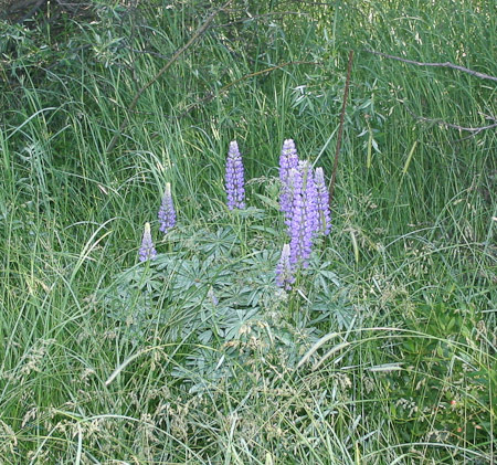 Lupine (tall)