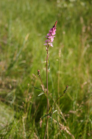 Oregon Sidalcea