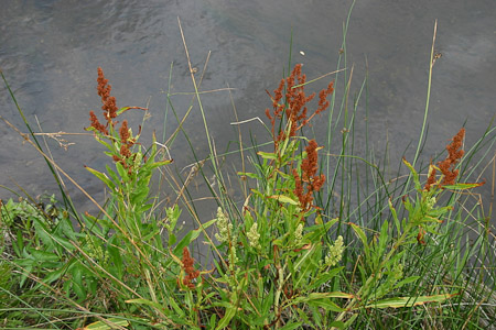 Buckwheat