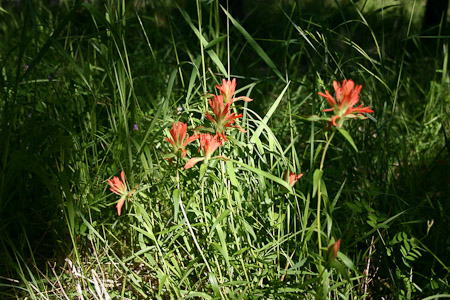 Indian Paintbrush