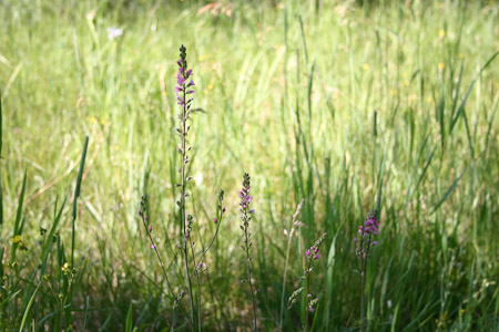 Penstemon