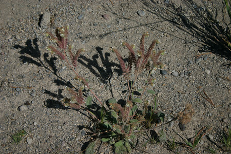 Phacelia in fruit