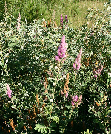 Spiraea