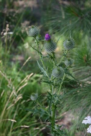 Bull Thistle