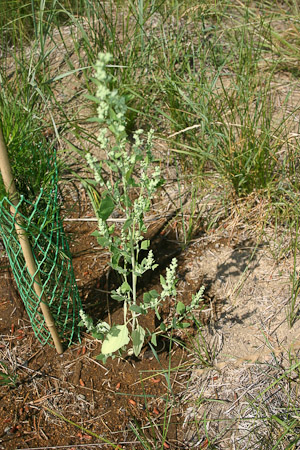 Lambs Quarter