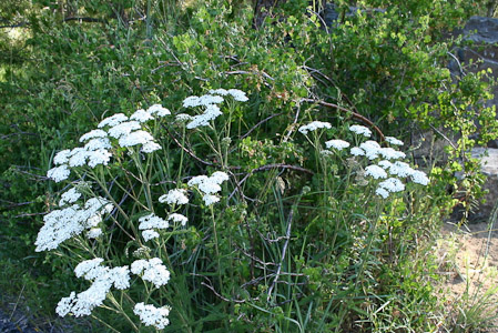 Yarrow