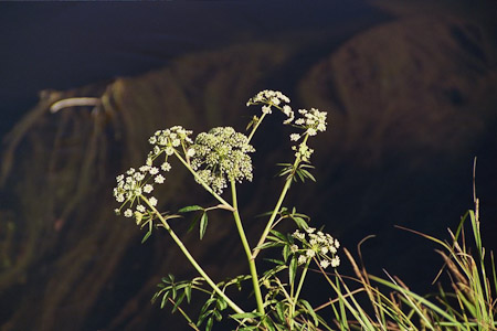 Water Hemlock