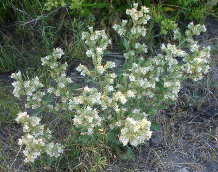 Phacelia