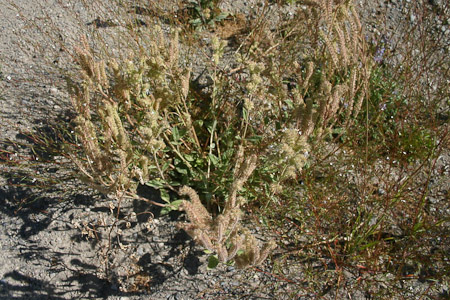 Phacelia In Fruit