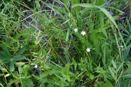 Sandwort